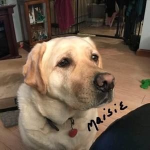 Meet your Posher, Lucy